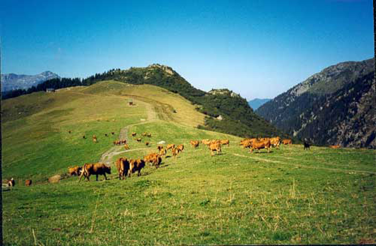 Les alpages - bon spot