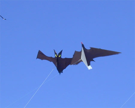 Fecamp 6 (drles d'oiseaux)