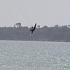 fly6.jpg